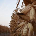 Logran cañeros mexicanos subir arancel a importaciones de azúcar por 156% ad valorem